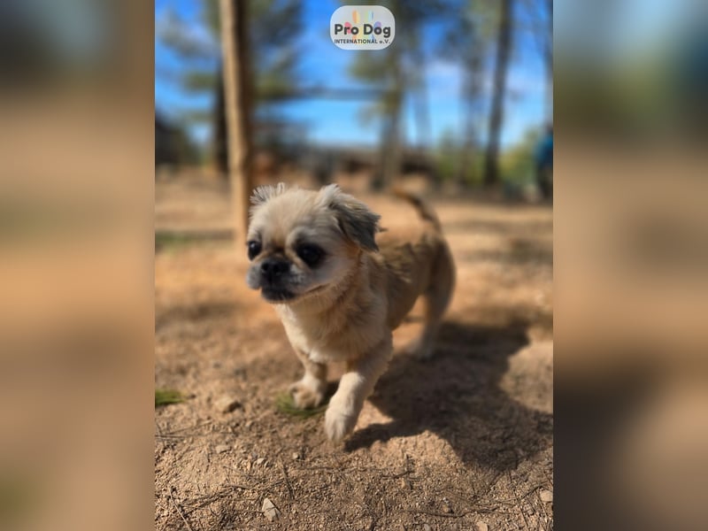 Fienchen auf Pflegestelle in Düsseldorf