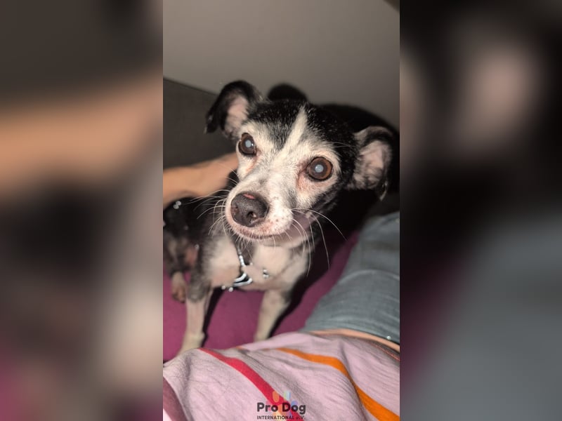 Eddie auf Pflegestelle in Borken