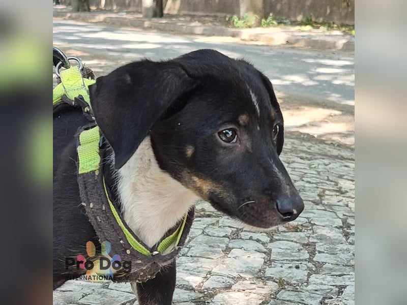Hundekind Jota möchte die Welt entdecken
