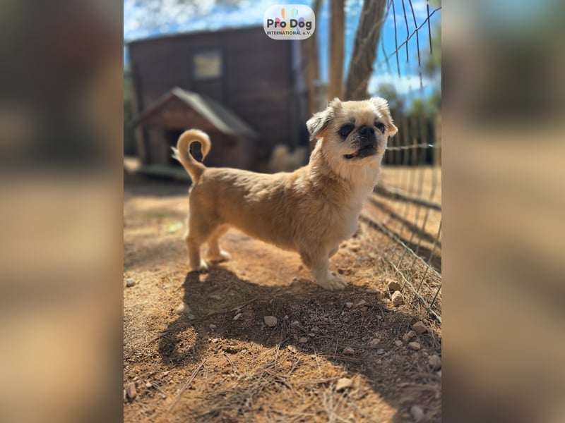 Fienchen auf Pflegestelle in Düsseldorf