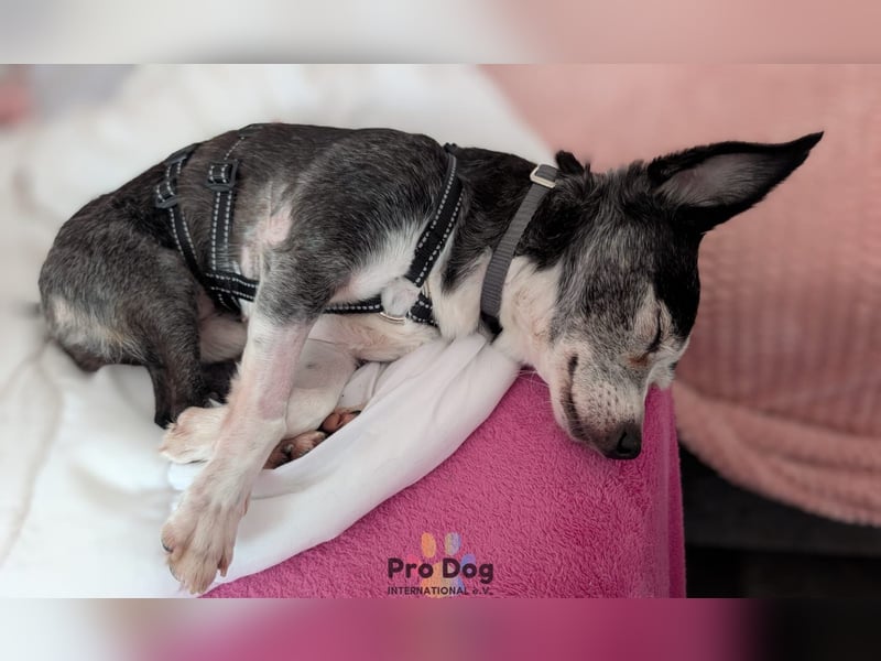 Eddie auf Pflegestelle in Borken