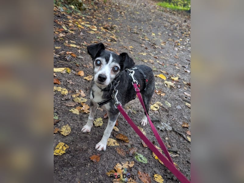Eddie auf Pflegestelle in Borken