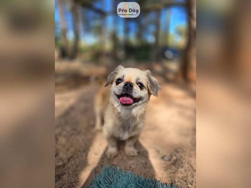 Fienchen auf Pflegestelle in Düsseldorf