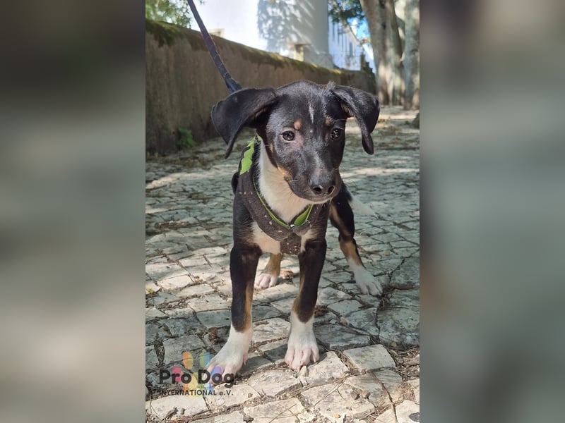 Hundekind Jota möchte die Welt entdecken