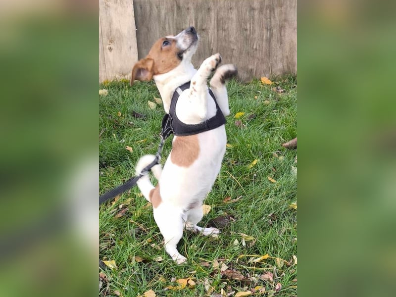 Kleiner Hundebub Nico