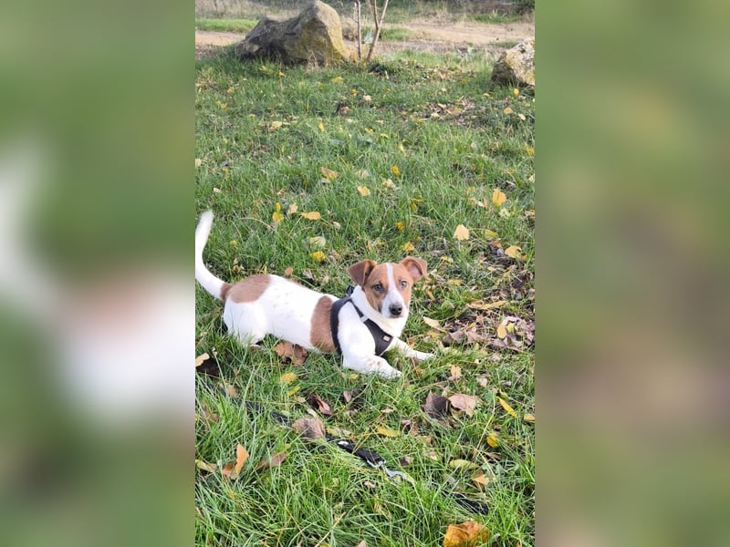 Kleiner Hundebub Nico