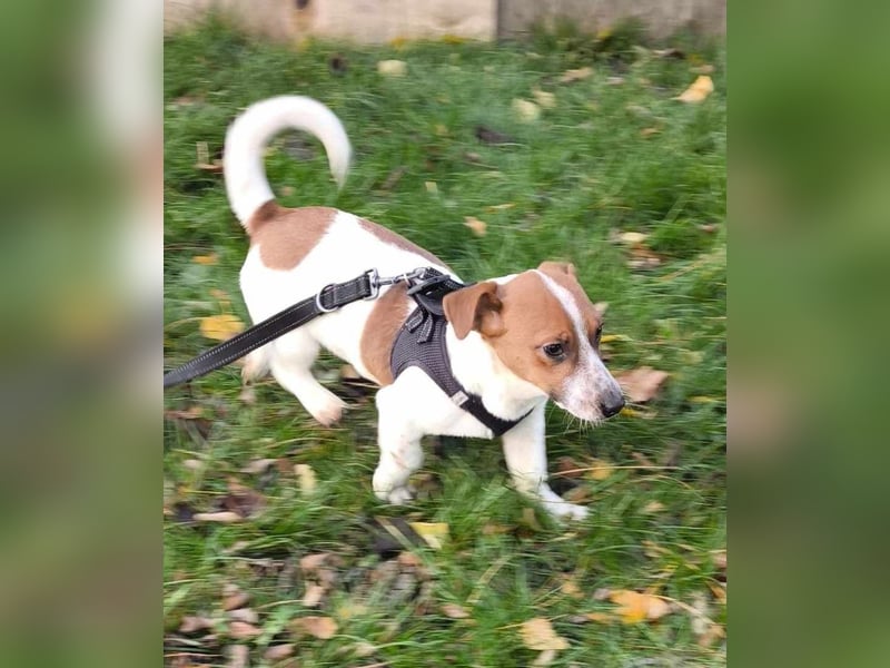 Kleiner Hundebub Nico