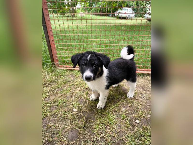 Kleiner Charmeur Rudi