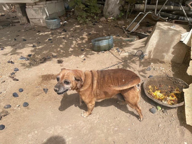 GITANA