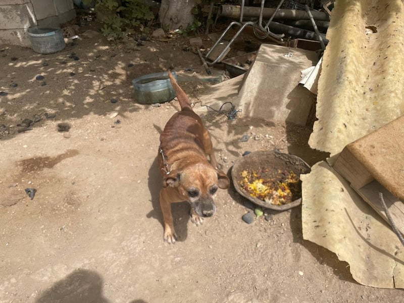 GITANA