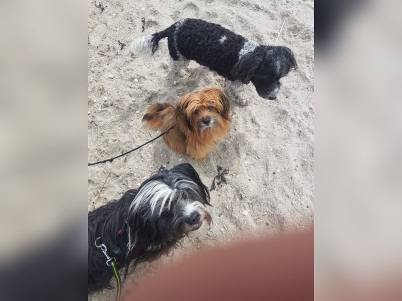 Powerprinzessin Holly hat Ihren eigenen Kopf