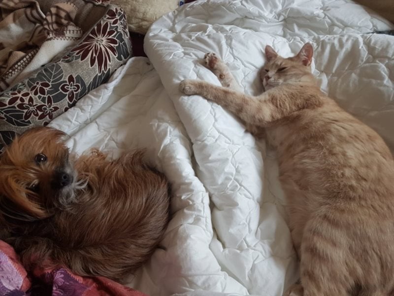 Powerprinzessin Holly hat Ihren eigenen Kopf