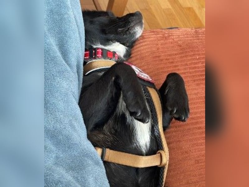 TIMON - fröhlicher, kleiner Kerl sucht seine Familie