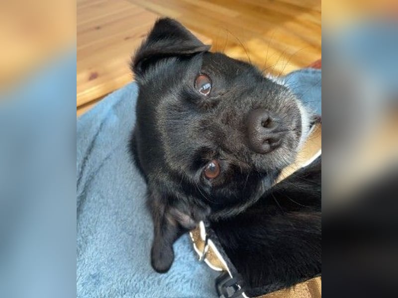 TIMON - fröhlicher, kleiner Kerl sucht seine Familie