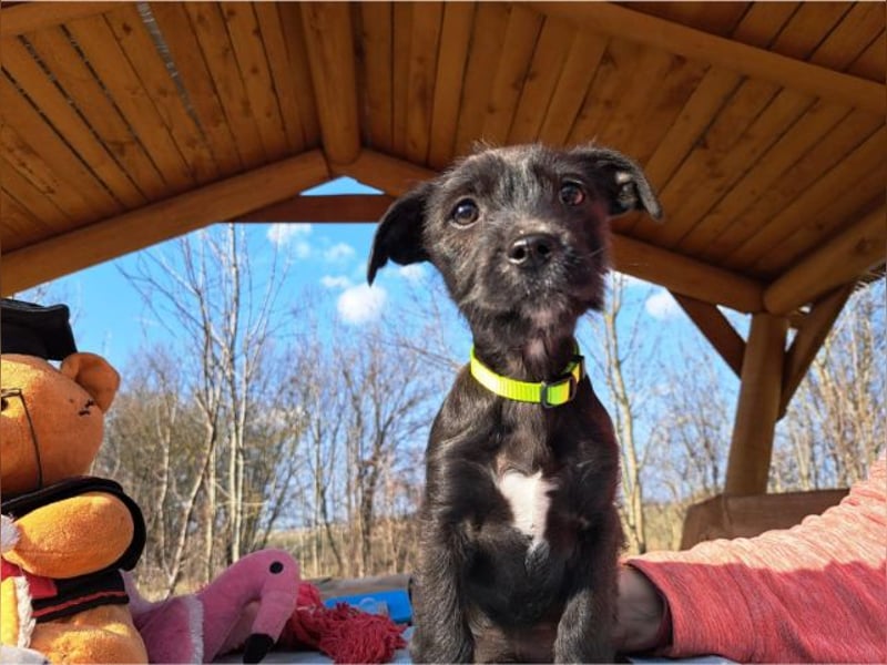 Wilma, lebensfrohe Entdeckerin, ca. 2 Monate, ca. 24 cm, ca. 4,1 kg