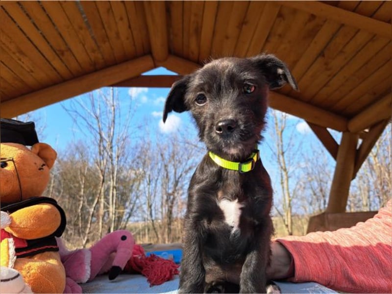 Wilma, lebensfrohe Entdeckerin, ca. 2 Monate, ca. 24 cm, ca. 4,1 kg