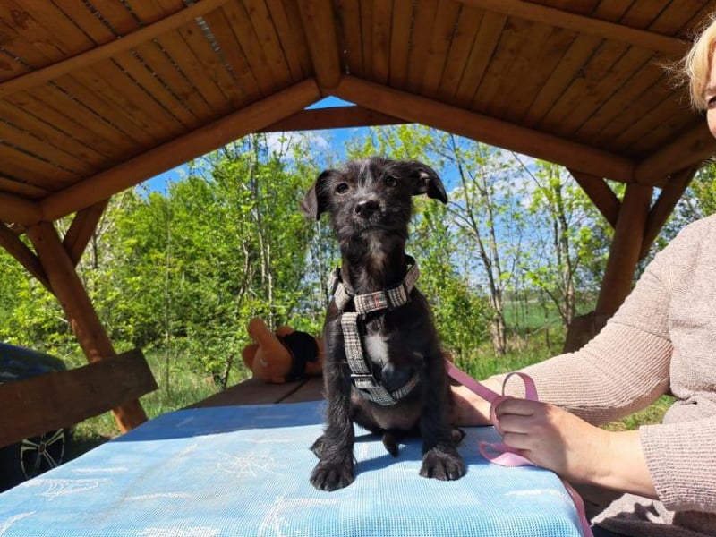 Wilma, lebensfrohe Entdeckerin, ca. 2 Monate, ca. 24 cm, ca. 4,1 kg