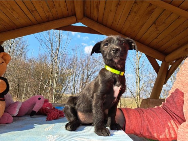 Wilma, lebensfrohe Entdeckerin, ca. 2 Monate, ca. 24 cm, ca. 4,1 kg