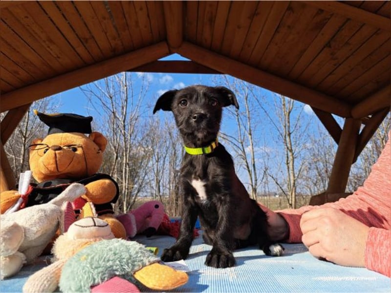 Wilma, lebensfrohe Entdeckerin, ca. 2 Monate, ca. 24 cm, ca. 4,1 kg