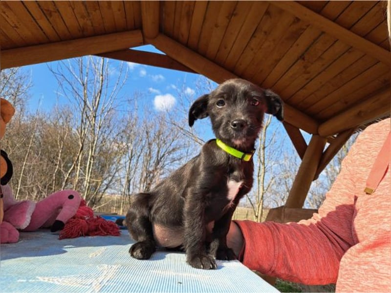 Wilma, lebensfrohe Entdeckerin, ca. 2 Monate, ca. 24 cm, ca. 4,1 kg