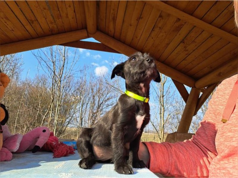 Wilma, lebensfrohe Entdeckerin, ca. 2 Monate, ca. 24 cm, ca. 4,1 kg