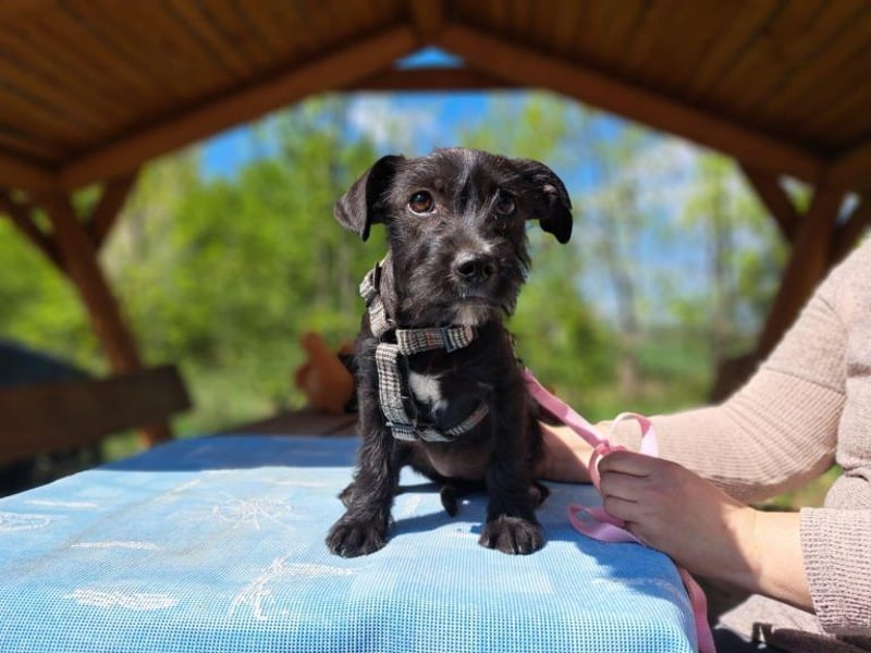 Wilma, lebensfrohe Entdeckerin, ca. 2 Monate, ca. 24 cm, ca. 4,1 kg