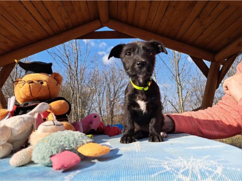 Wilma, lebensfrohe Entdeckerin, ca. 2 Monate, ca. 24 cm, ca. 4,1 kg