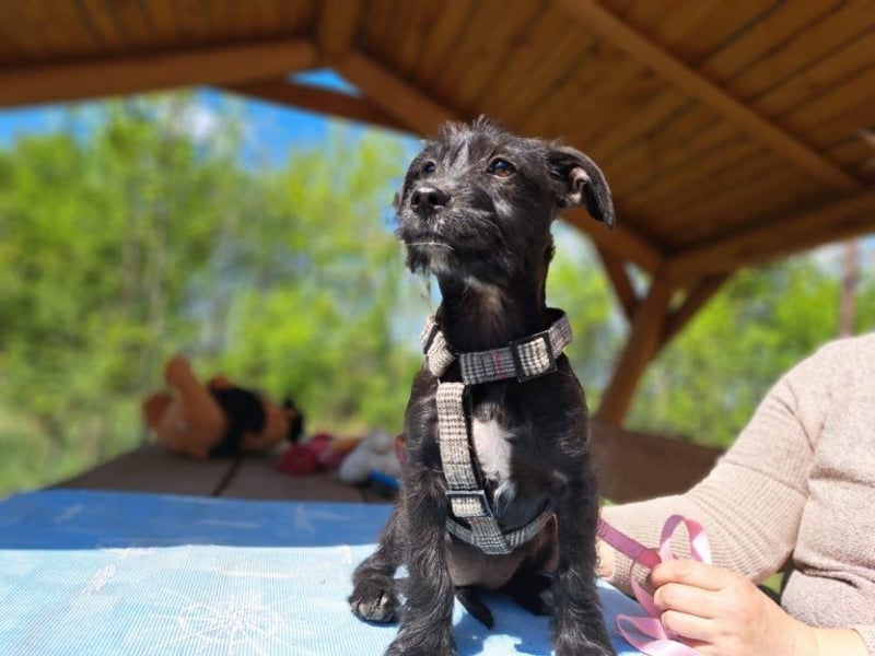 Wilma, lebensfrohe Entdeckerin, ca. 2 Monate, ca. 24 cm, ca. 4,1 kg