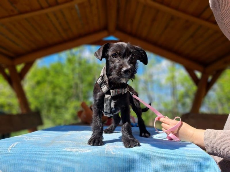 Wilma, lebensfrohe Entdeckerin, ca. 2 Monate, ca. 24 cm, ca. 4,1 kg