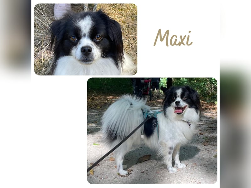 Maxi wartet in 41379 Brüggen