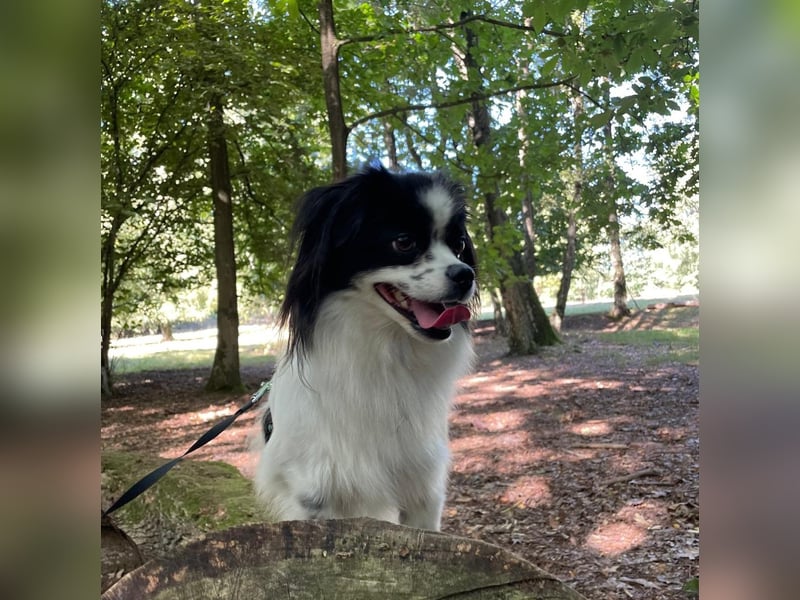 Maxi wartet in 41379 Brüggen