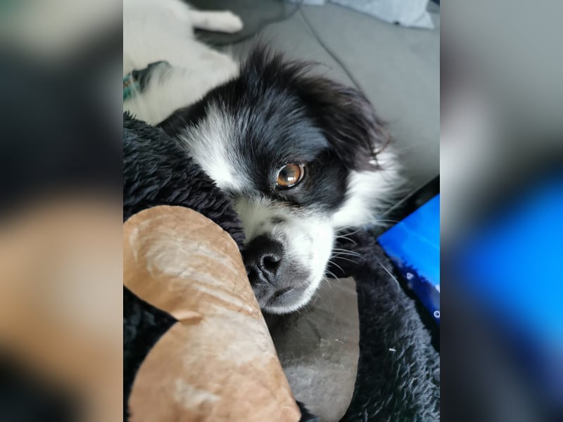 Maxi wartet in 41379 Brüggen