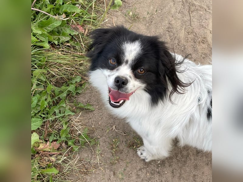 Maxi wartet in 41379 Brüggen