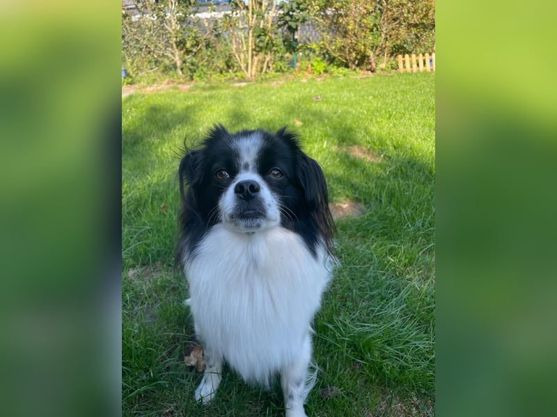 Maxi wartet in 41379 Brüggen