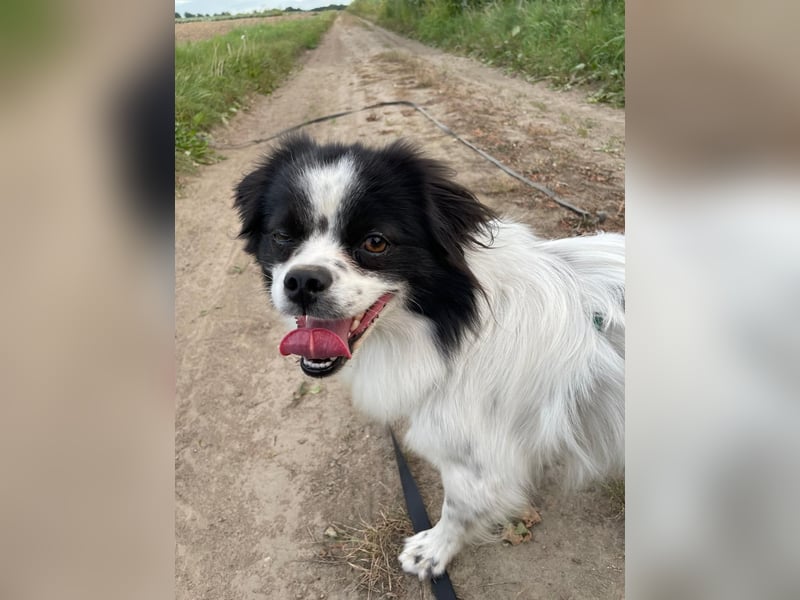 Maxi wartet in 41379 Brüggen