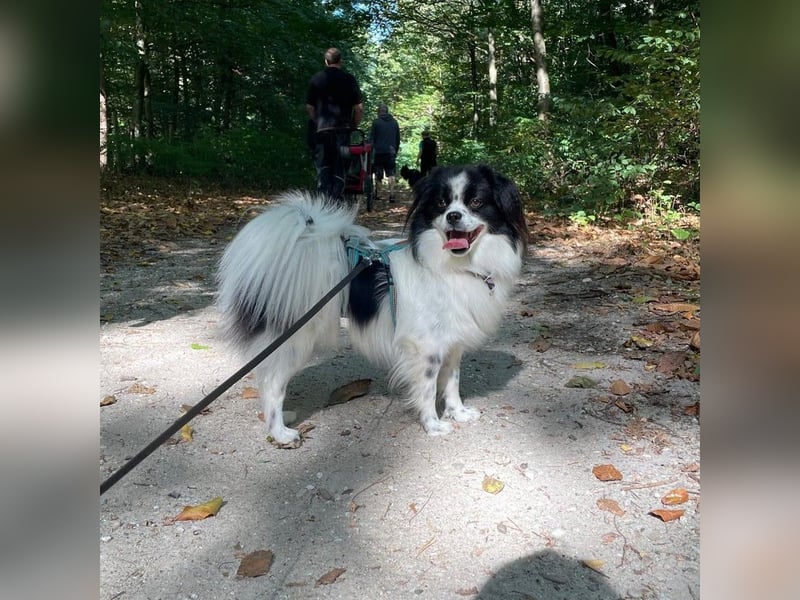 Maxi wartet in 41379 Brüggen