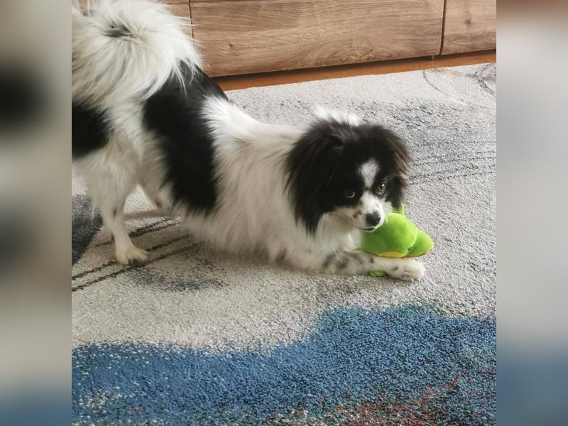 Maxi wartet in 41379 Brüggen