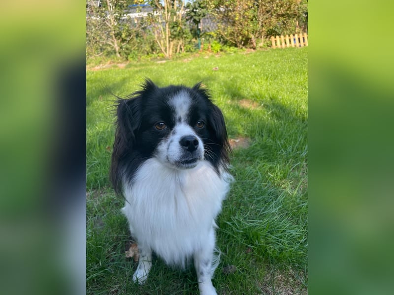 Maxi wartet in 41379 Brüggen