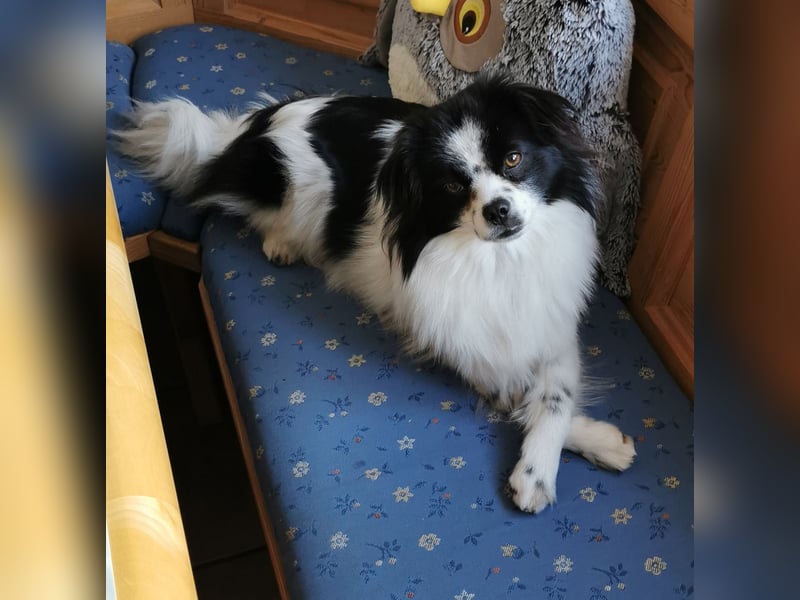 Maxi wartet in 41379 Brüggen