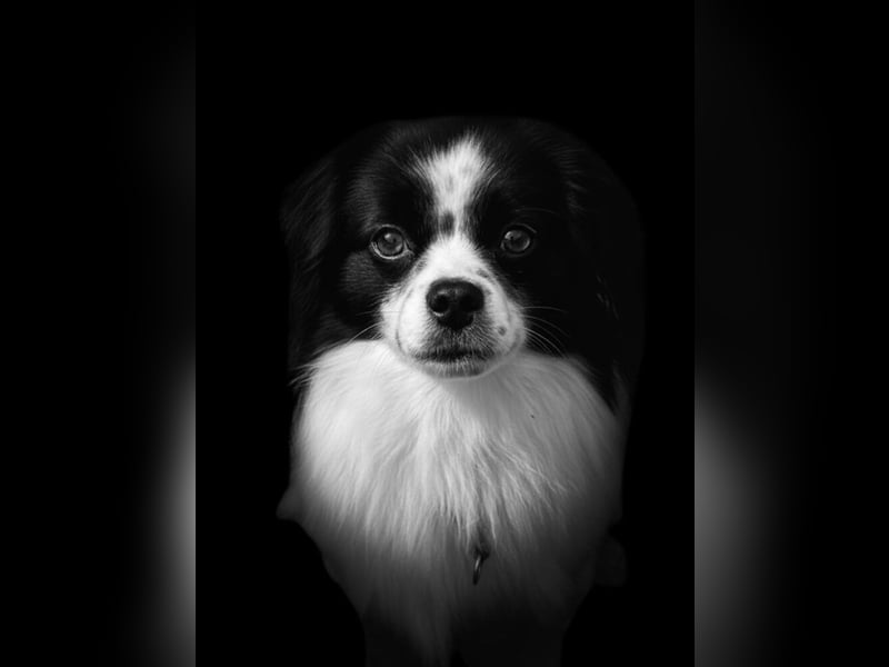 Maxi wartet in 41379 Brüggen