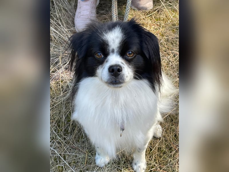 Maxi wartet in 41379 Brüggen