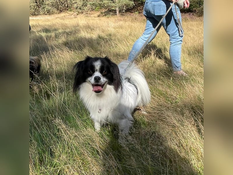 Maxi wartet in 41379 Brüggen