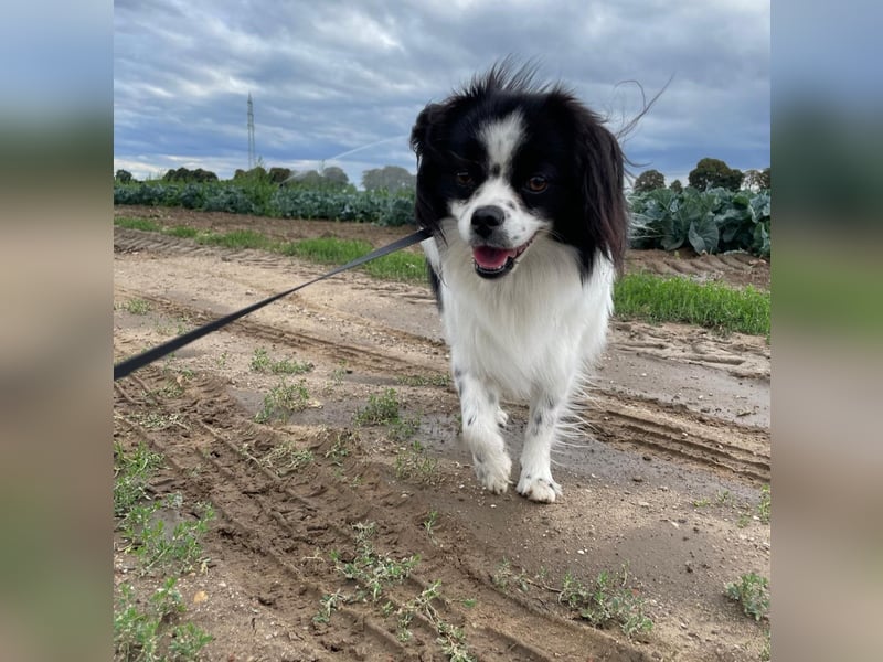 Maxi wartet in 41379 Brüggen