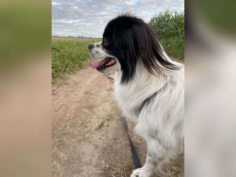 Maxi wartet in 41379 Brüggen