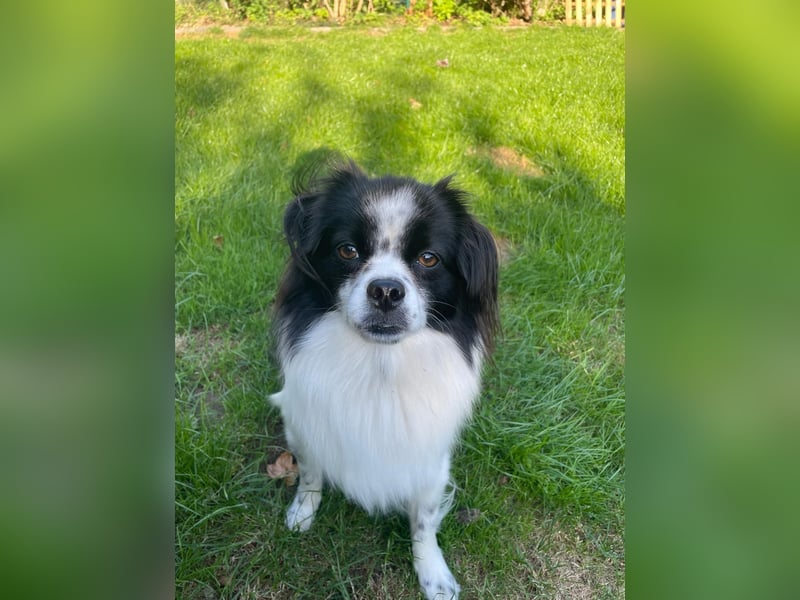 Maxi wartet in 41379 Brüggen