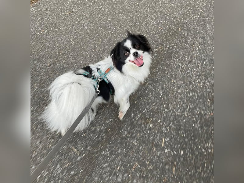 Maxi wartet in 41379 Brüggen