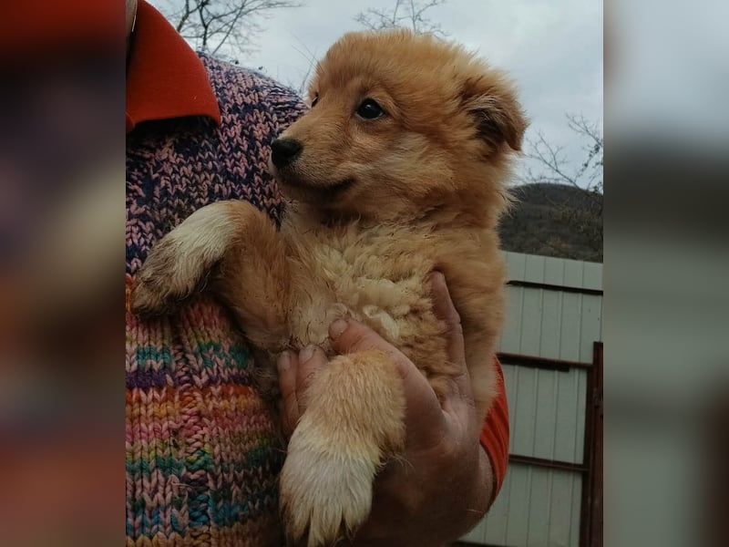 Gero - freundlich und verspielt