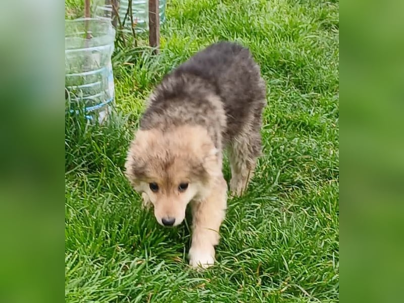 Gerry - neugierig und verschmust