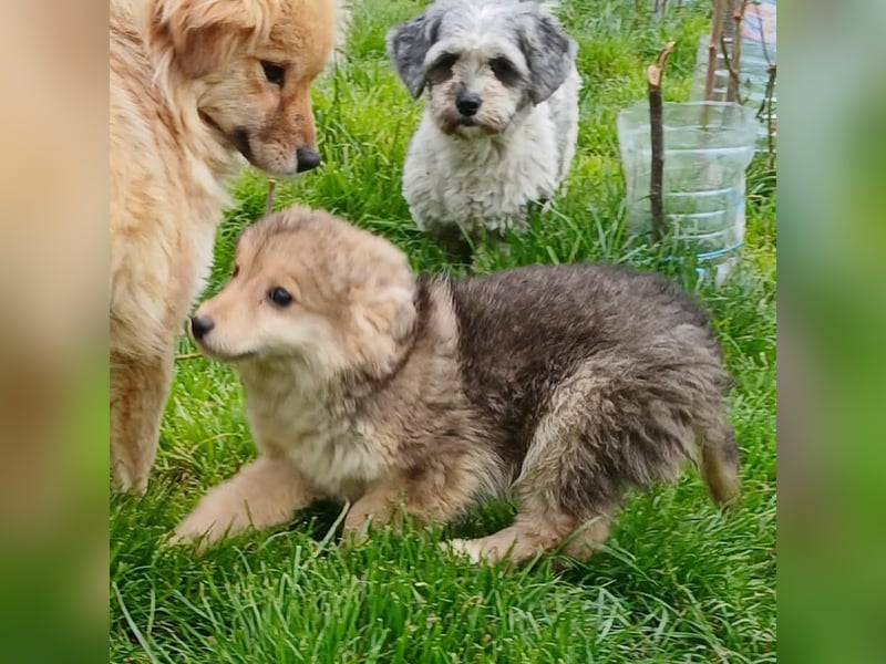 Gerry - neugierig und verschmust