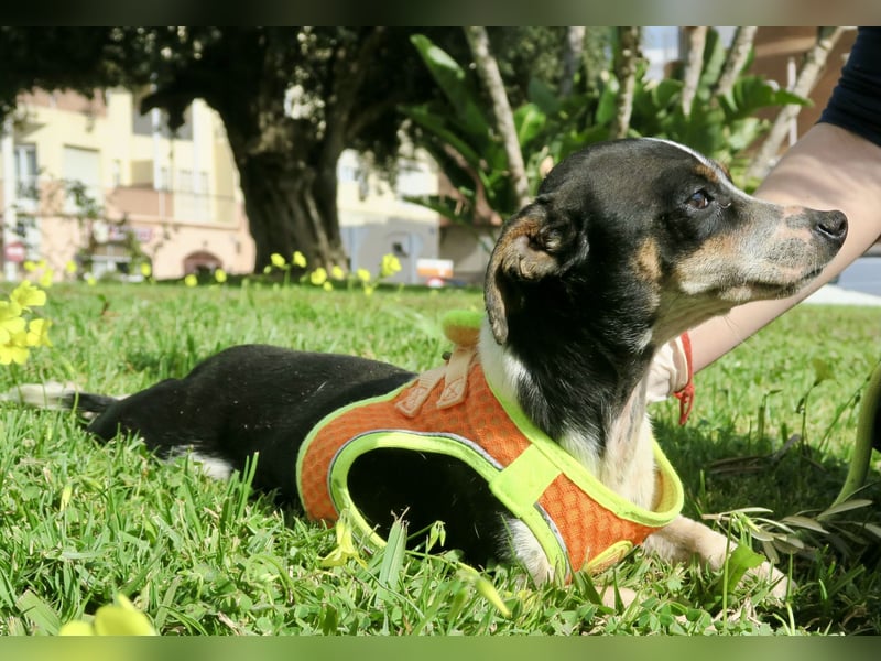 Laila - verschmust, freundlich und lernwillig / bereits in Deutschland